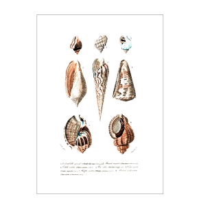 Strandmuscheln Nr. 1