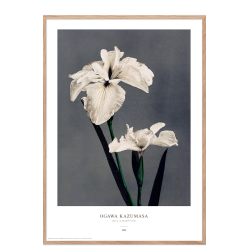 Ogawa Kazumasa - Iris gr