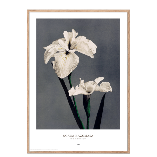 Ogawa Kazumasa - Iris gr
