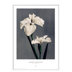 Ogawa Kazumasa - Iris gr