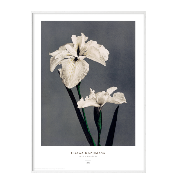 Ogawa Kazumasa - Iris gr