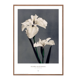 Ogawa Kazumasa - Iris gr