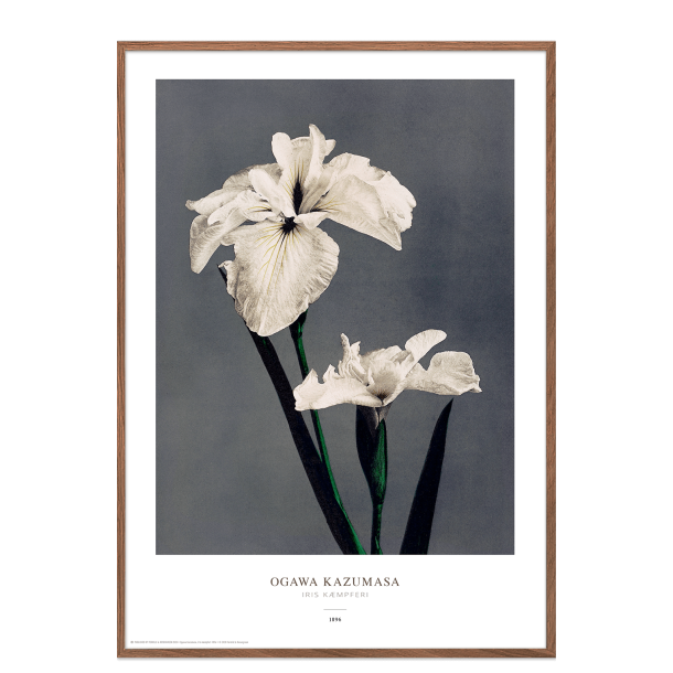 Ogawa Kazumasa - Iris gr