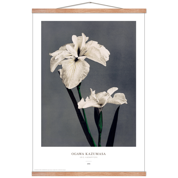 Ogawa Kazumasa - Iris gr