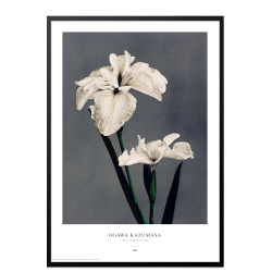 Ogawa Kazumasa - Iris gr