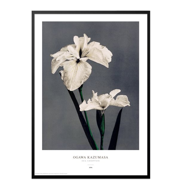 Ogawa Kazumasa - Iris gr