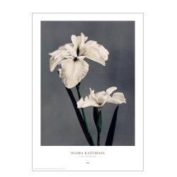 Ogawa Kazumasa - Iris gr