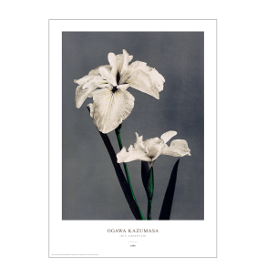 Ogawa Kazumasa - Iris grau