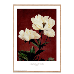 Ogawa Kazumasa - Peony