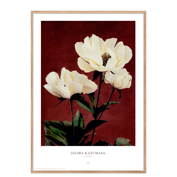 Ogawa Kazumasa - Peony