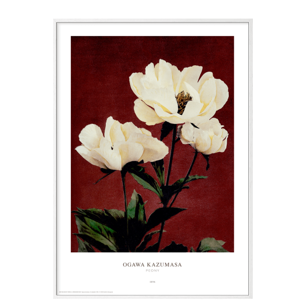 Ogawa Kazumasa - Peony