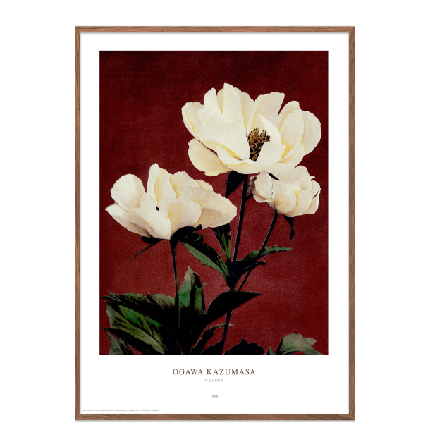 Ogawa Kazumasa - Peony