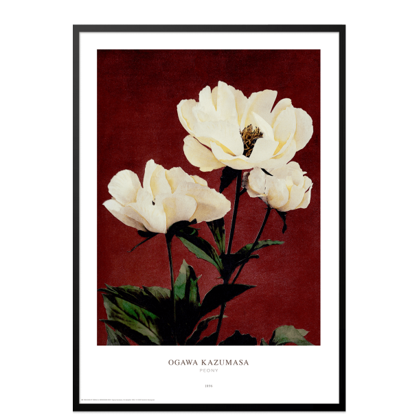 Ogawa Kazumasa - Peony