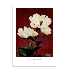 Ogawa Kazumasa - Peony