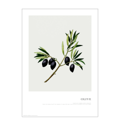Plakat. Olivengren