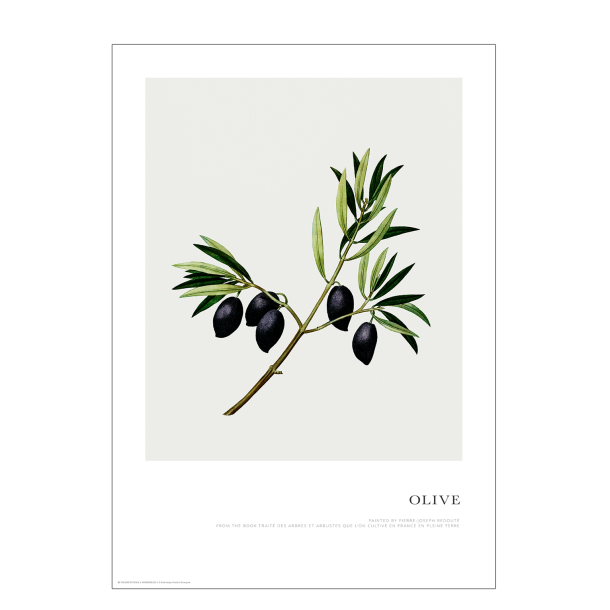  Poster. Olive branch