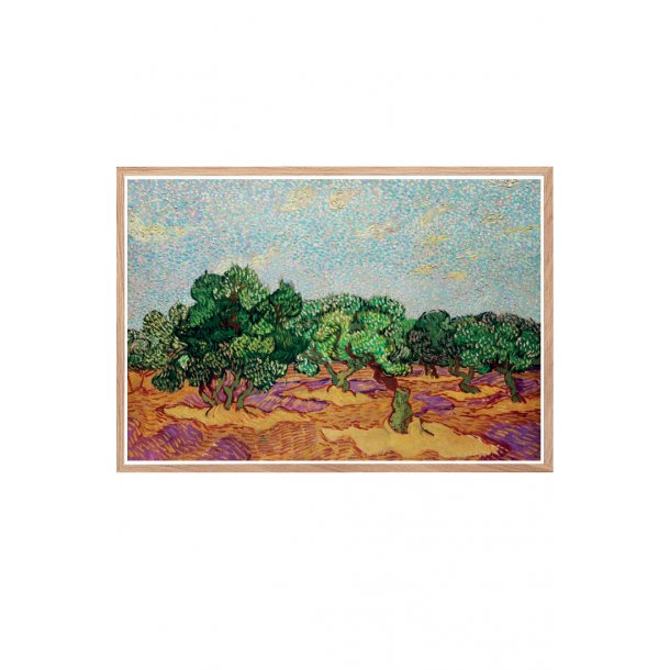 Oliventrer  Vincent Van Gogh