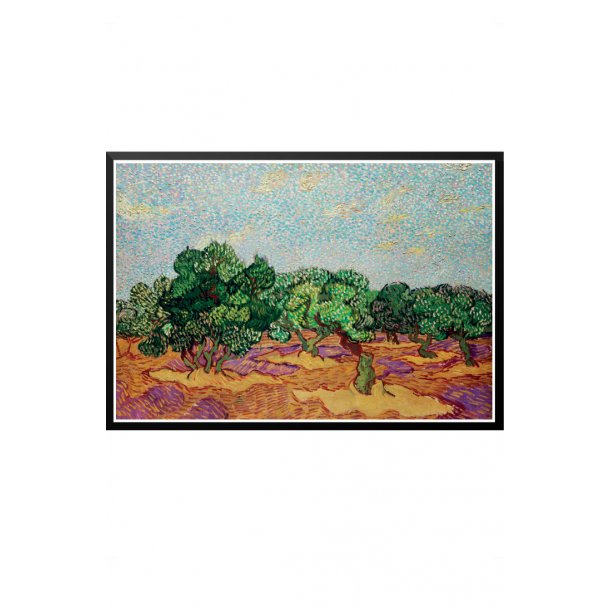 Oliventrer  Vincent Van Gogh
