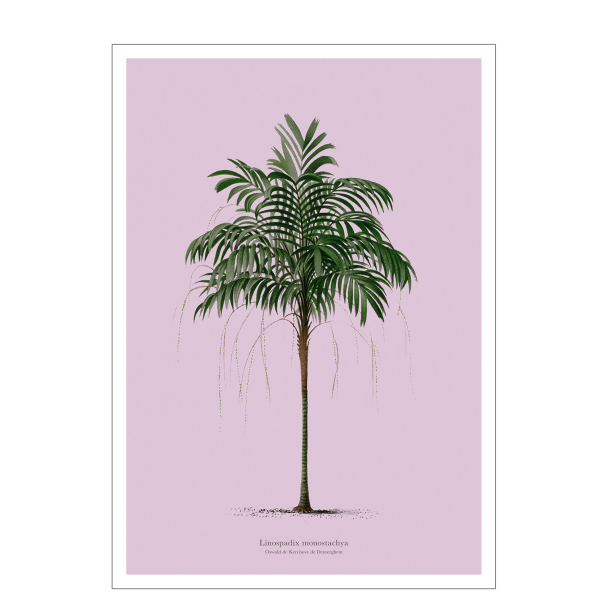 Vintage palme plakat. Lilla