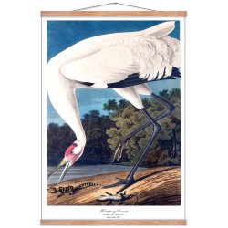 Birds of America  Hooping Crane
