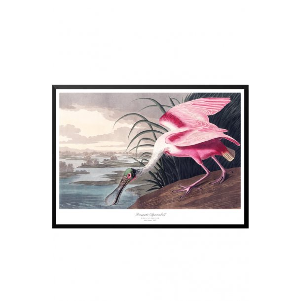 Birds of America  Roseate Spoonbill