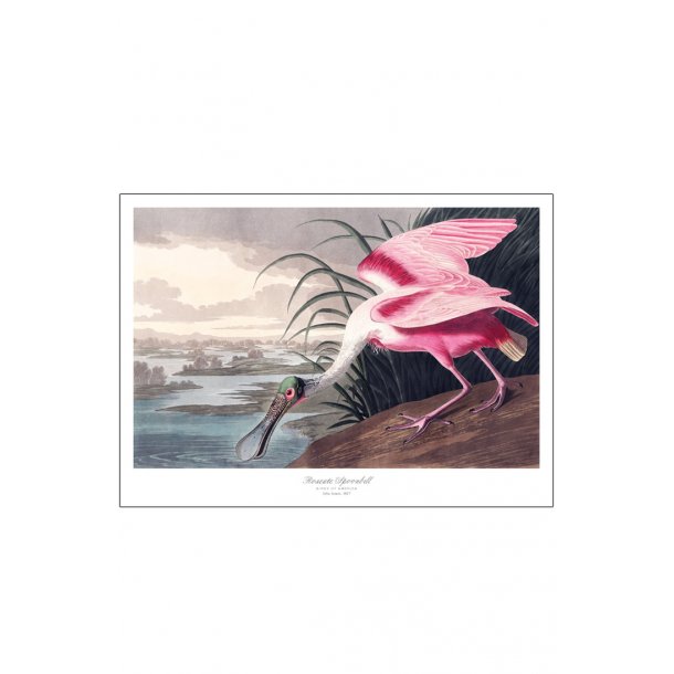 Birds of America – Roseate Spoonbill