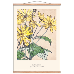 Sunflower. Hannah Borger Overbeck