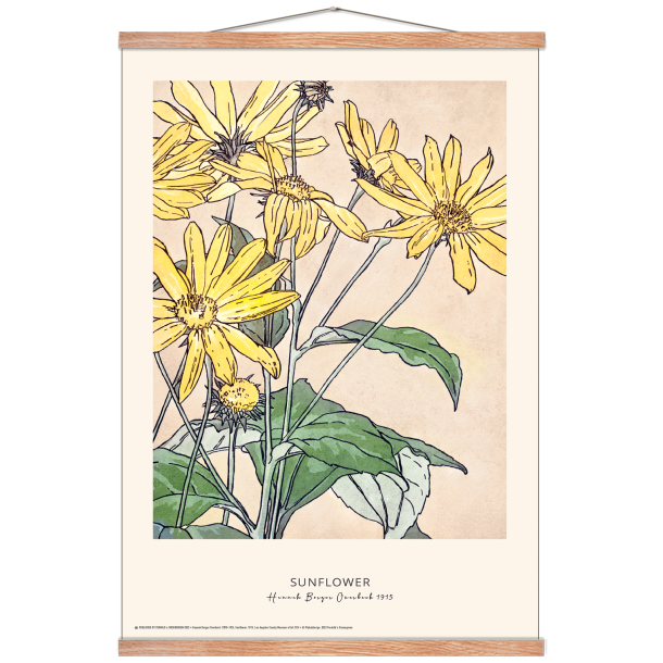 Sunflower. Hannah Borger Overbeck