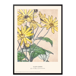 Sunflower. Hannah Borger Overbeck