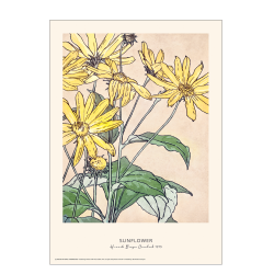 Sunflower. Hannah Borger Overbeck