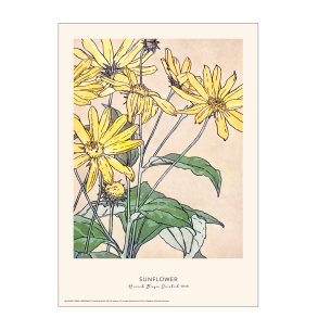 Sunflower. Hannah Borger Overbeck