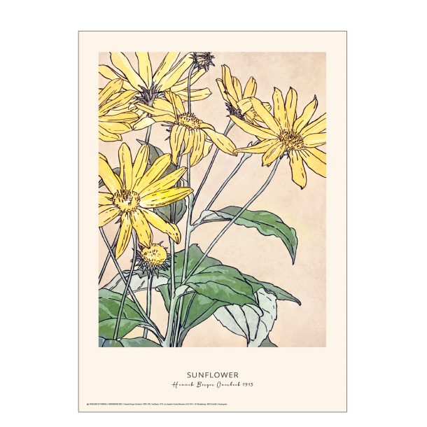 Sunflower. Hannah Borger Overbeck