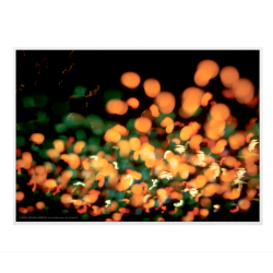 Helmer-Petersen, Tivoli Gardens 1952