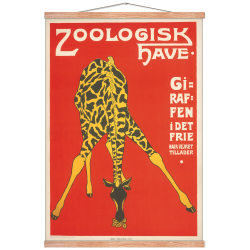 Z 10. - Zoo - Giraffe -3