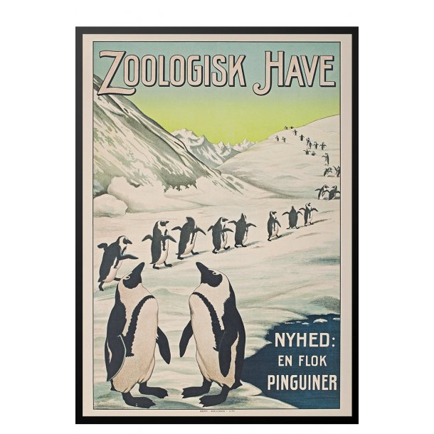 Z 12. - Zoo - Pingvin