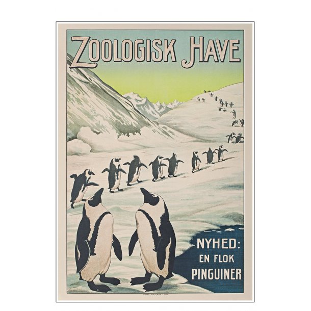 Z 12. - Zoo - Pingvin