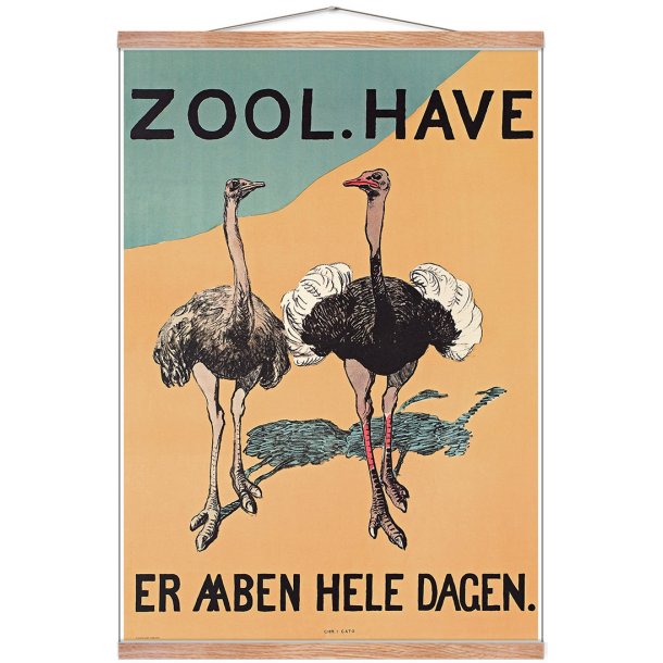 Z 16. - Zoo - Struds