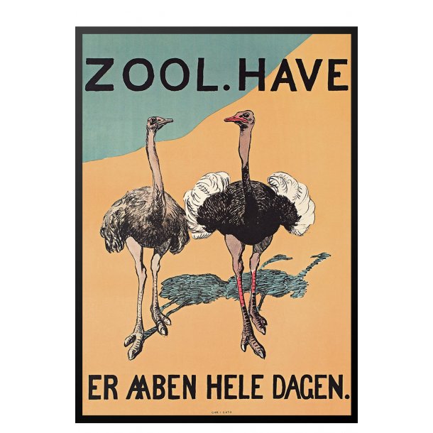 Z 16. - Zoo - Struds