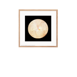 Hilma af Klint. Svanen No. 14