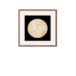 Hilma af Klint. Svanen No. 14