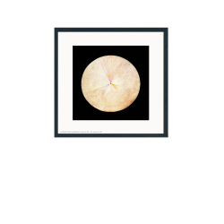 Hilma af Klint. Svanen No. 14