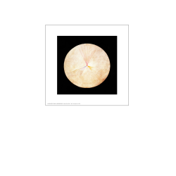 Hilma af Klint. Svanen No. 14