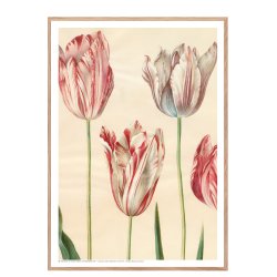 Holtzbecker, Udsnit af havetulipaner