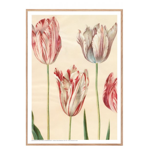 Holtzbecker, Udsnit af havetulipaner