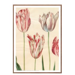 Holtzbecker, Udsnit af havetulipaner