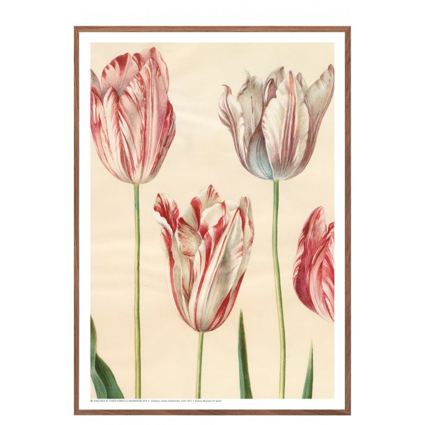 Holtzbecker, Udsnit af havetulipaner