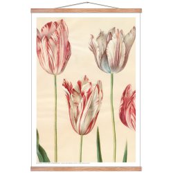 Holtzbecker, Udsnit af havetulipaner