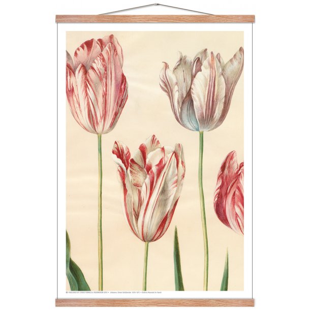 Holtzbecker, Udsnit af havetulipaner