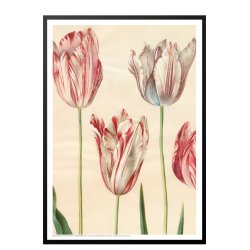 Holtzbecker, Udsnit af havetulipaner