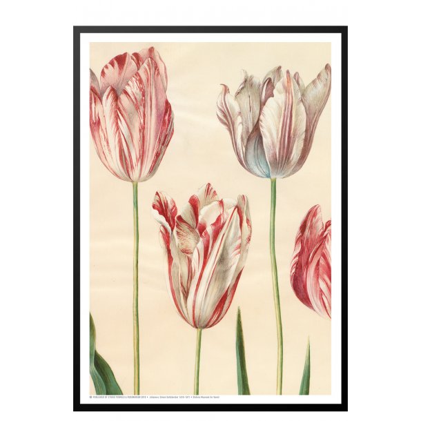 Holtzbecker, Udsnit af havetulipaner